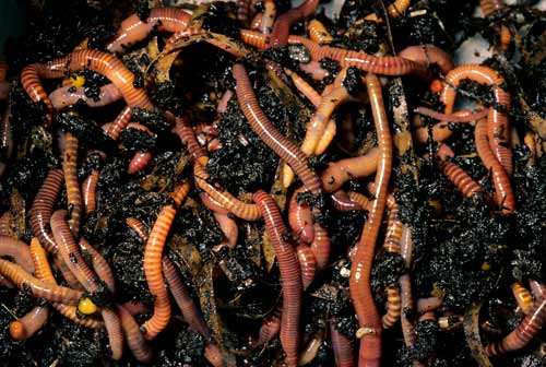 Container of Worms